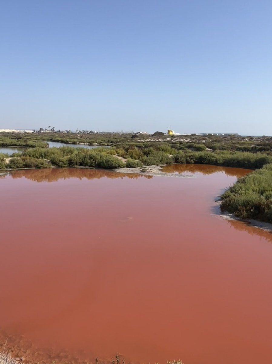 enunlugardelah1's tweet photo. 🍋 El Parque Regional de las Salinas y Arenales de San Pedro del Pinatar es un espacio natural protegido de 856 hectáreas situado al norte del Mar Menor, en la Región de Murcia.

Conviven una explotación de sal🧂desde época romana y un humedal clave para aves migratorias🦩 https://t.co/Q3CQQ5Jg4N