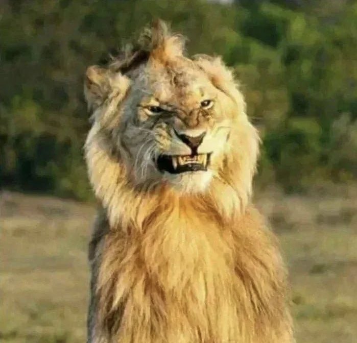 observer00700's tweet photo. @whizkidd Baagwan the Indian gods face when watching Indians taking Ls the dumbest ways imaginable https://t.co/IMSF2VyqpR