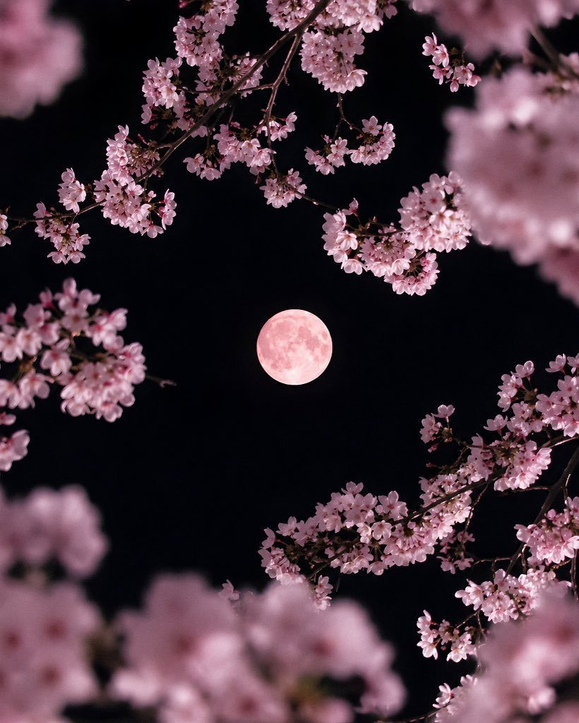 petalesblancs's tweet photo. the moon in bloom https://t.co/HLaWWfulhm