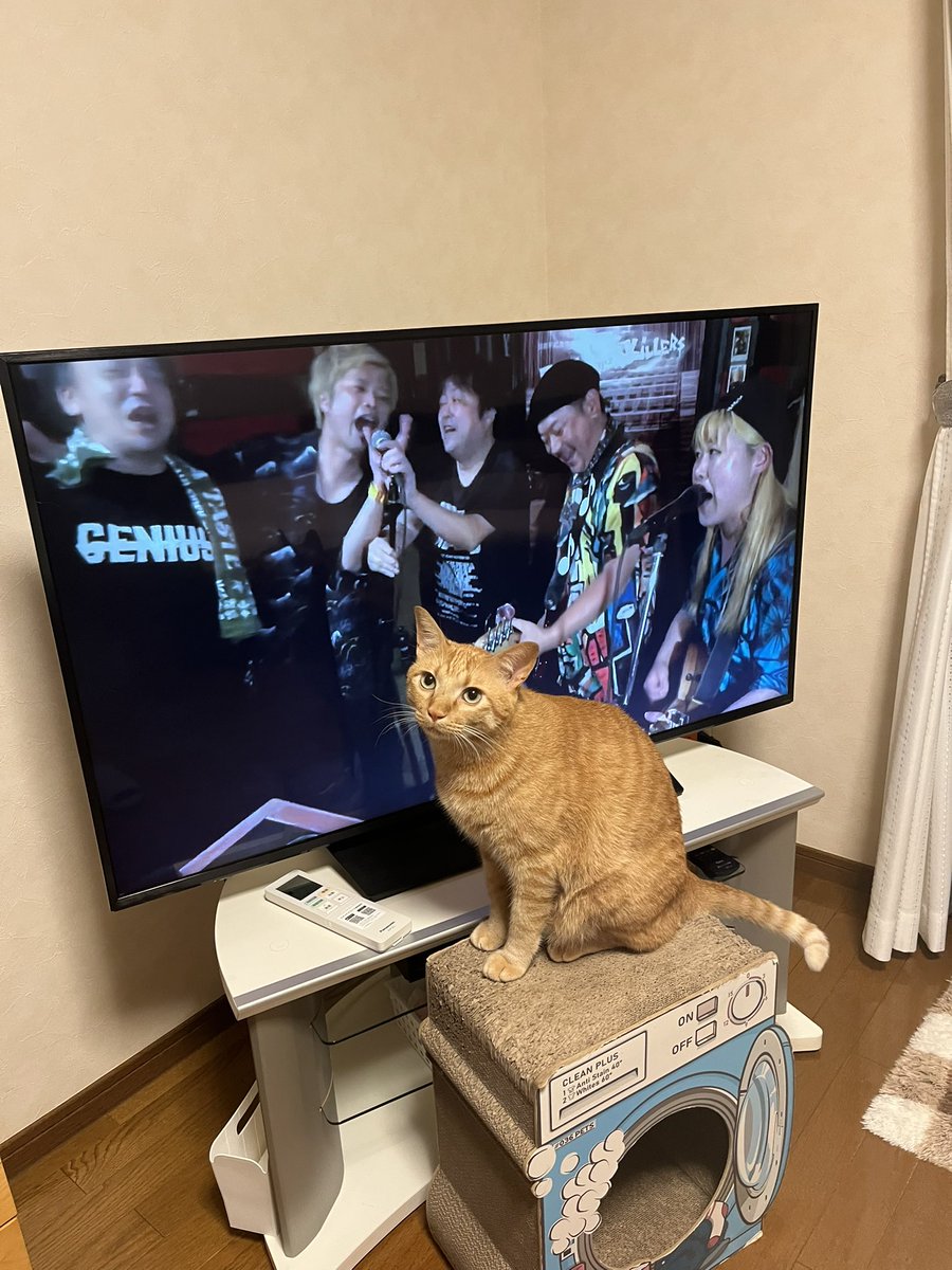 nekowataro1130's tweet photo. おはようございます♪( ´θ｀)ノ

早朝〜イオン君と居酒屋ふるや様〜

キャパーズ様と見たい未来があるニャン🐈 https://t.co/vzARdE08rG