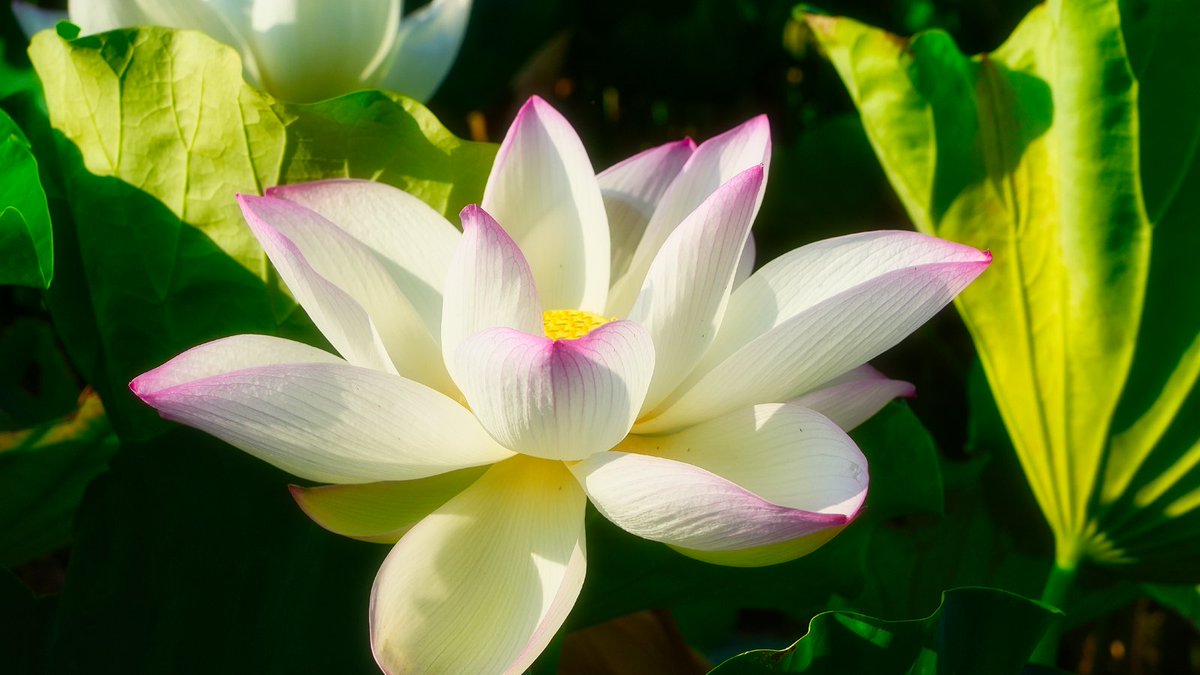 hamaa_masamusi's tweet photo. 早朝に開き昼には閉じてしまう
蓮の花
おはようございます✨ https://t.co/hCPBIWGdwz