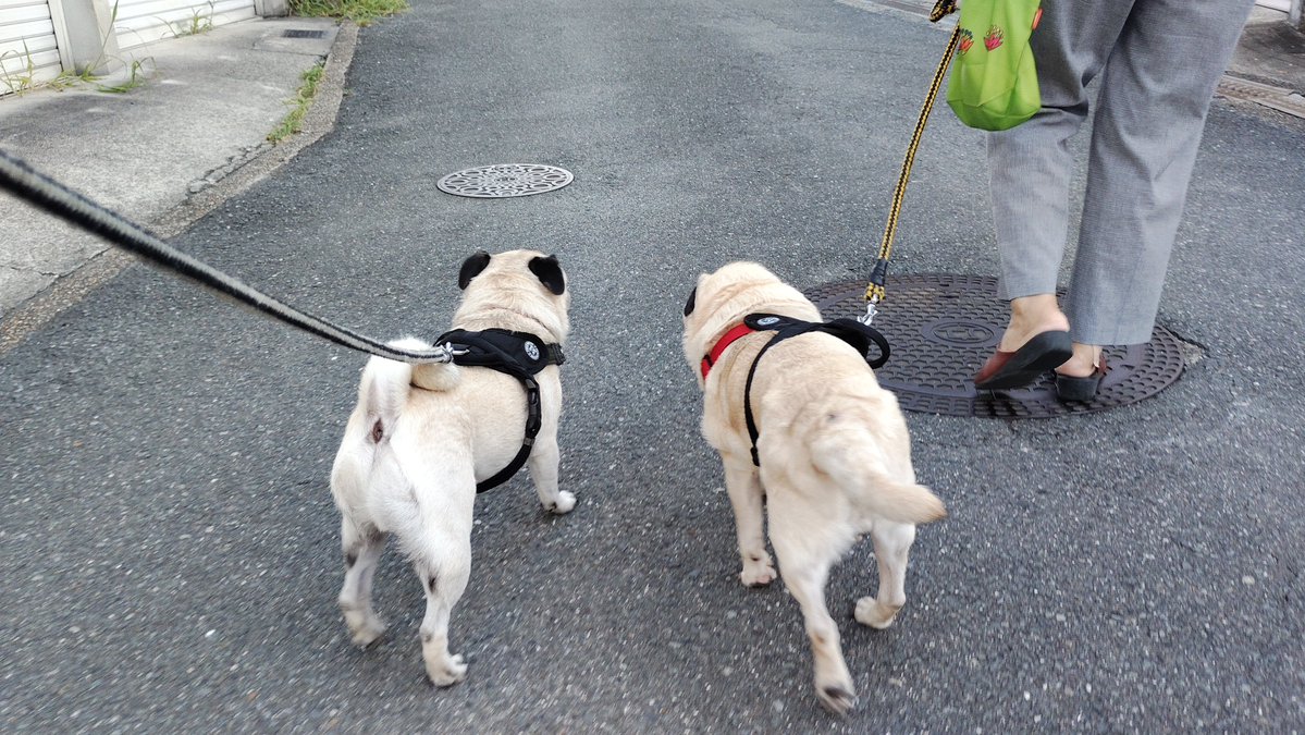 Isa7197's tweet photo. おはようございます。
#pug #パグ https://t.co/zmdX2uteWw