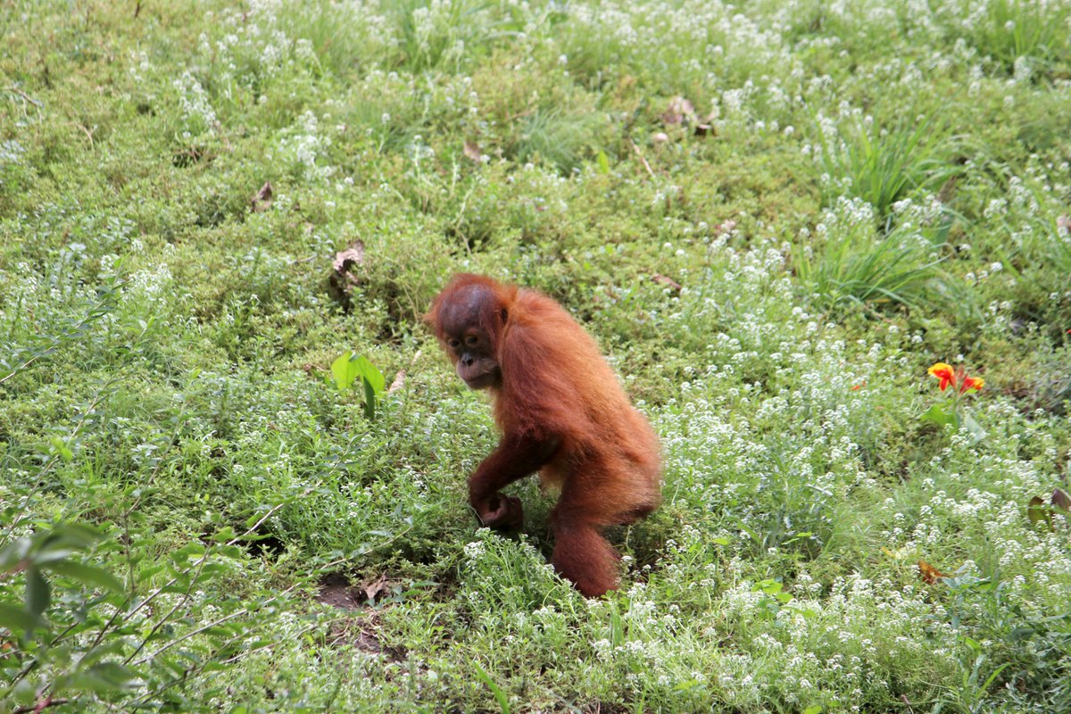 100_Orangutans tweet picture