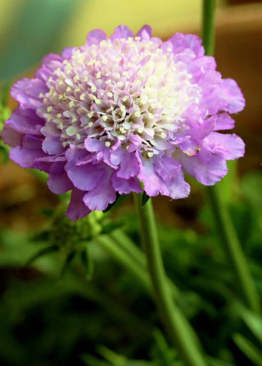 lilacblueblue's tweet photo. 8月26日の花：セイヨウマツムシソウ
花言葉：健気

マツムシソウ科
南欧州原産

🍀谷沢永一
可愛気の次に人から好まれる素質
それは「健気」である
秀吉は可愛気、家康は健気
それを以て天下の人心を収攬した
健気なら努めて達し得るであろう
健気を磨きあげれば殆ど可愛気に近づく

#ﾅｴ花言葉 https://t.co/ppM37dIkWw