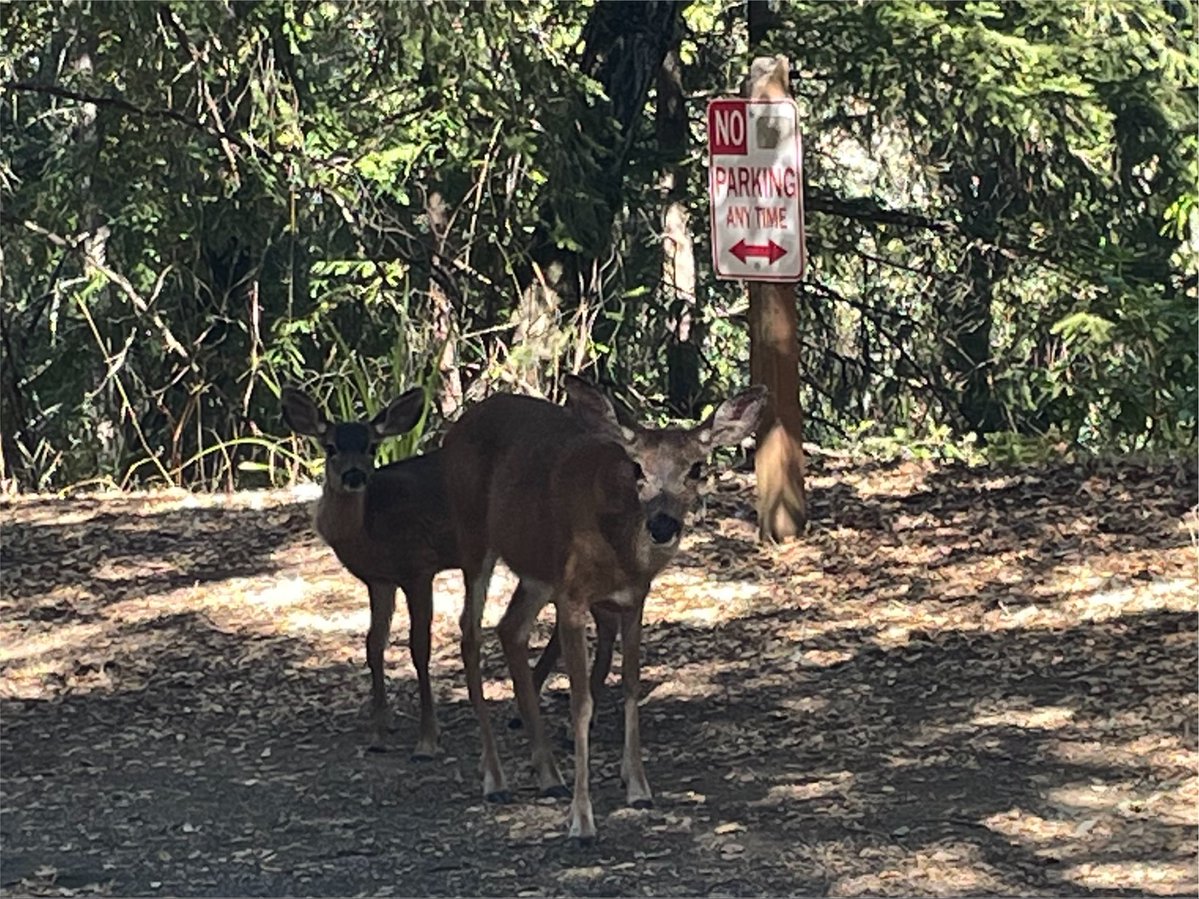KU1X1N's tweet photo. im gonna go hiking soon and stomp angrily in the woods if today’s garbage disk horse has brought you to my profile please help my friend survive a shitty landlord, afford moving and food, and avoid an eviction in the 4th world

185/500

ca - itzzzyumii
pp - tranpireztranspire https://t.co/qCdB310YPl