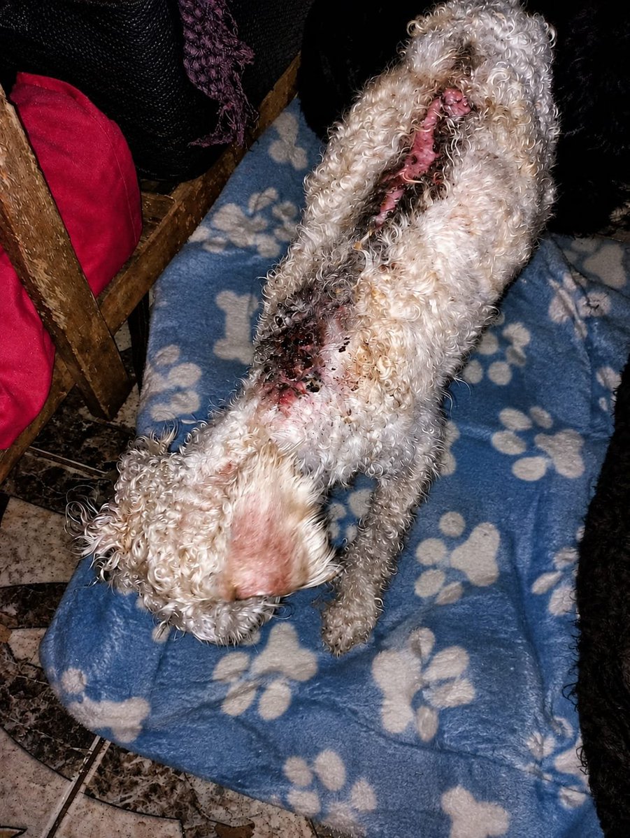 misuperamigo's tweet photo. 🚨 URGENTE POR FAVOR ❤️‍🩹
 A este perrito lo quemaron con agua hirviendo necesito llevarlo YA a la veterinaria para que empiece un tratamiento

No tengo un peso para afrontar sus gastos. Por favor, ayuda para poder atenderlo

MISUPERAMIGOFIEL
MISUPERAMIGOFIELOK
Brenda Ayelen Medina https://t.co/vYl1BB6gfj