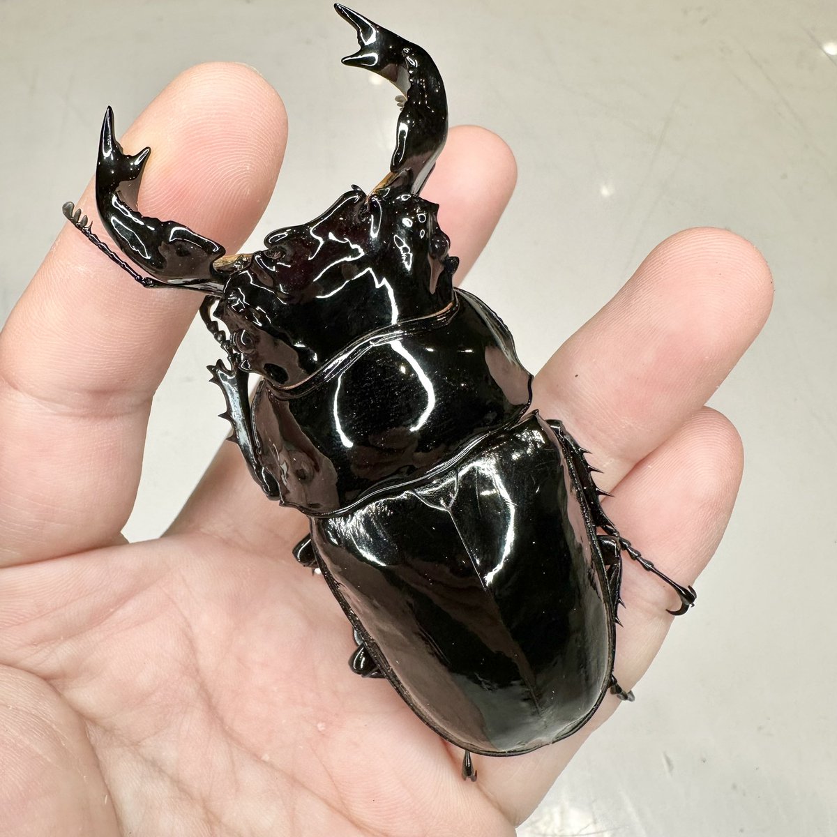 dorcus_academy's tweet photo. 【ヤフオク出品】

お世話になります。
ヤフオクに5件出品しました。

・ババオウゴンオニ76.3ペア
・タランドゥス92.5ペア
・レギウス ロングストレート84.2ペア
・フローレスギラファ　雌雄モザイク完品
・ニジイロ ピカールx紫紺 種レベルペア

どれもレベルの高いオススメの個体達です。
是非閲覧してみてください。

https://t.co/35nfOeMjjB