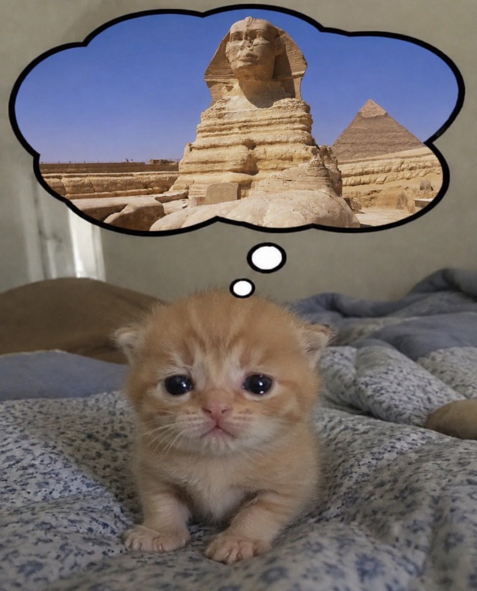 hardcatmemes's tweet photo. https://t.co/CeUaLfEb3B