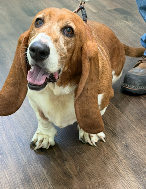 GABR_Bassets's tweet photo. Aarrhhoooo! Molly (2) is an 8 yr old #BassetHound who is settling in to her foster home and will be ready for #Adoption soon!

Check https://t.co/cNe6zGFceb for updates on this lovely gal!

#AdoptDontShop #Basset #RESCUE https://t.co/lncBtWENi7