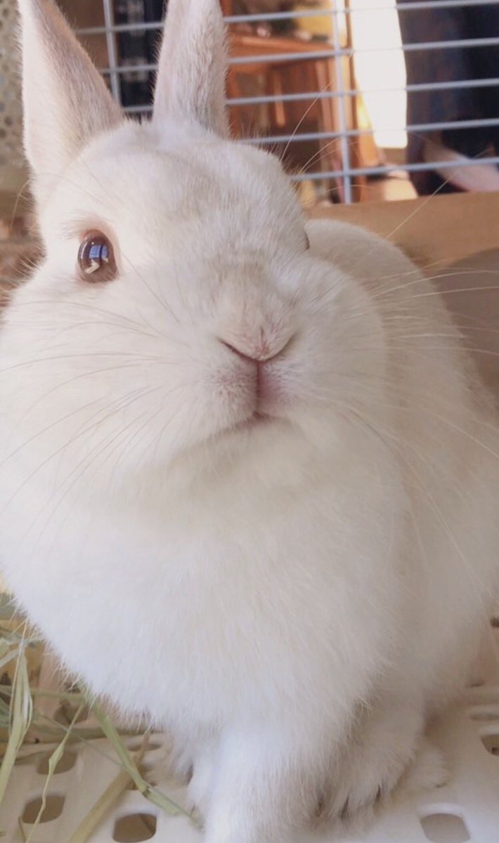 chiyo_ya00's tweet photo. 部屋んぽの後の朝ごはんは格別ですね🐰✨ https://t.co/fplwpYYrps