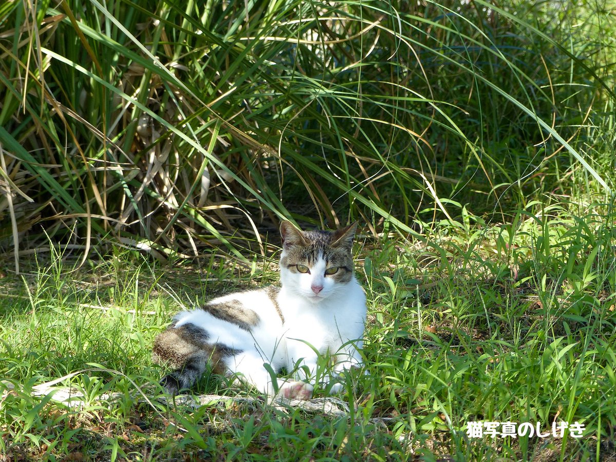 shigeki_cat's tweet photo. ひなたになってきた🐱💦
.
#涼しい所に移動してね
#猫 #cat #ねこ https://t.co/fe6kJXaIT6