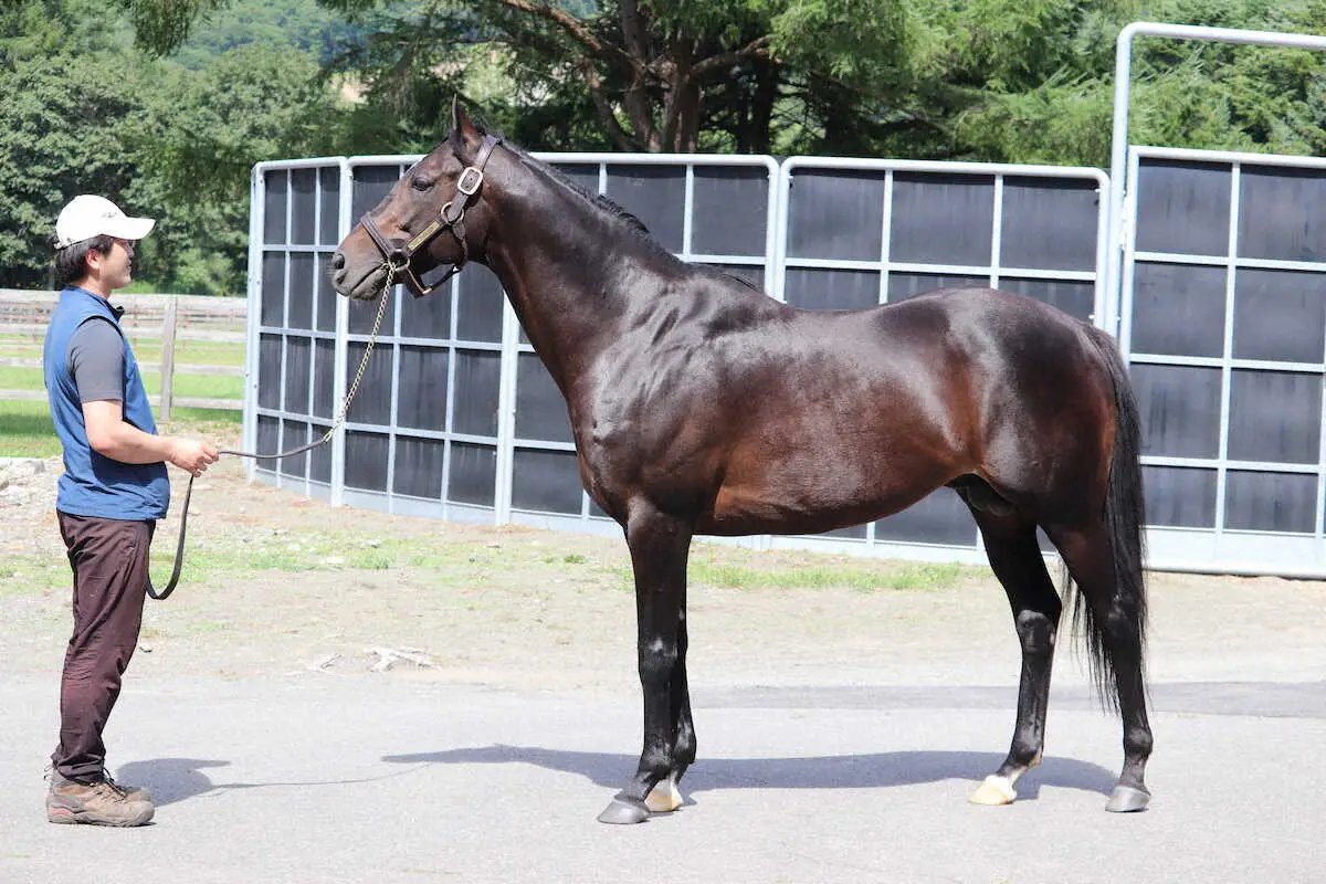 StayDream21's tweet photo. タイトルホルダーはレックススタッドでの3季目を終えた。種牡馬になって変わる馬は多いが、それが特に顕著。今では噛みついたり、放牧地へ迎えに行っても馬房に帰るのを拒んで立ち上がったりするそう。#タイトルホルダー https://t.co/sYsuZKYlzm https://t.co/xG0YYOTQod