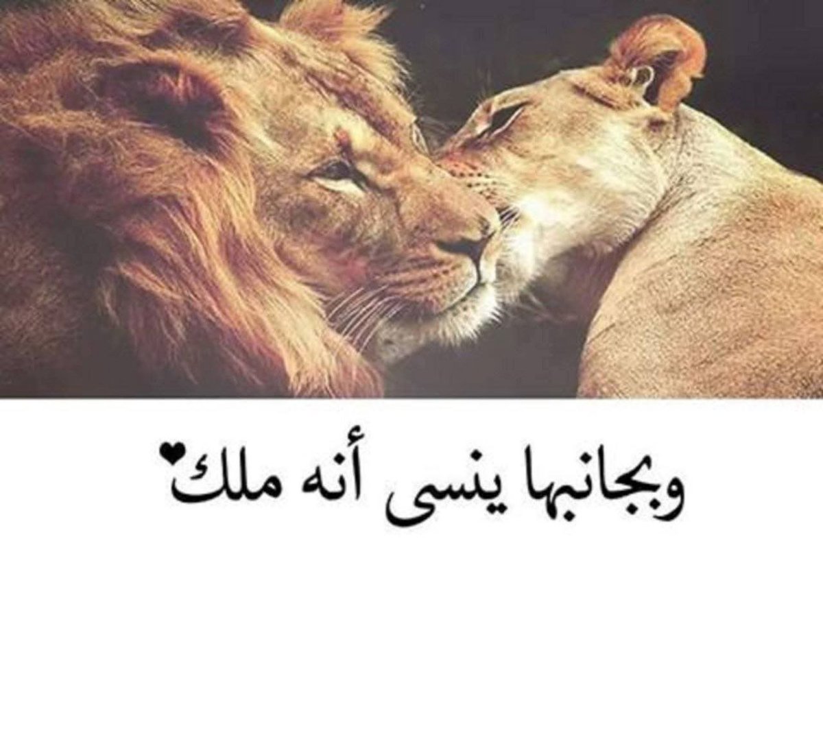 NoNa75495766's tweet photo. .
.
.
#قال__لها 
تُشبهينَ أوّلَ النعاس ،
تبدئينَ بخَدَرٍ لذيذ ،،،
ثمّ تتسلّلينَ إلى الحواسِّ بهدوء ،
حتى تسرقي الوعيَ بأسره ،،،
فلا أدري ؛
أأنا مستيقظٌ بكِ ،
أم غارقٌ في حلمٍ ، لا أريدُ لهُ أن ينتهي ...
.
#ثـــــــــم____ماذا 
وحين يسالونگ عني
أجبهم بأنها تملگ اربع عيوب....
تقلق علي كثيرا
سيئھ المزاج عندما تفقدني
تخاف علي
وقاسيھ عند غيرتها
وبكلمھ واحدھ قد انسيها وجعها💞.
.
.
#بوح_آخر_الليل 
#بعد_منتصف_الليل
