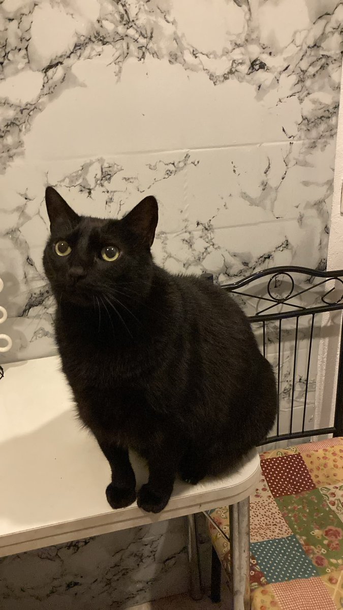 vera_nilson's tweet photo. @ManuSaenzVolvio Lola 🐈‍⬛💜 https://t.co/29QbAP83Qi