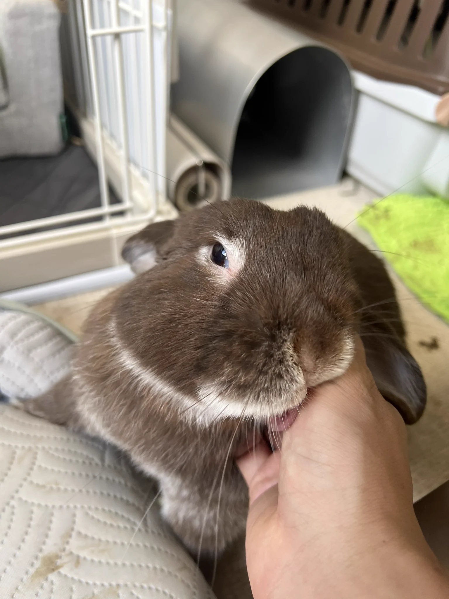 クロチク跳ねるうさぎさん!歳を超えても元気です クロチク跳ねるうさぎさん!歳を超えても元気です ご長寿うさぎさん