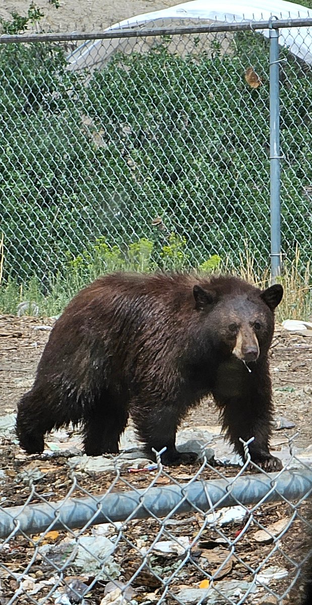 PhotographyNave's tweet photo. I saw this bear outside of Glenwood Springs. 

#blackbear #glenwoodsprings
#Colorado https://t.co/s2WtjSmo4b