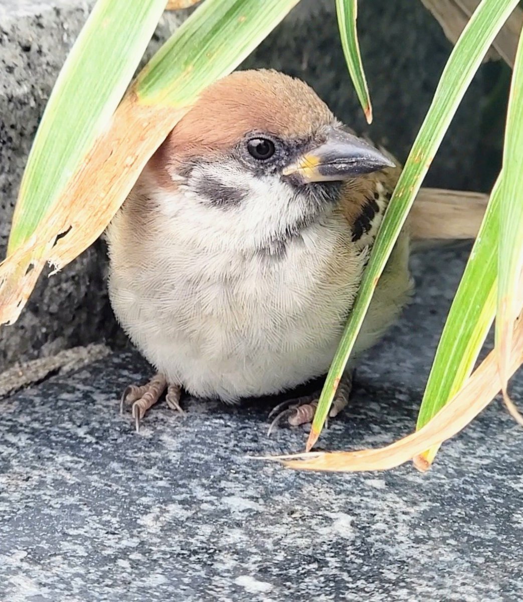 pi_pipi33's tweet photo. 子チュン🐤
ｵﾊﾖｰｺﾞｻﾞｲﾏｽ (⁠•⁠ө⁠•⁠)⁠ https://t.co/Uc3x2DWEv5