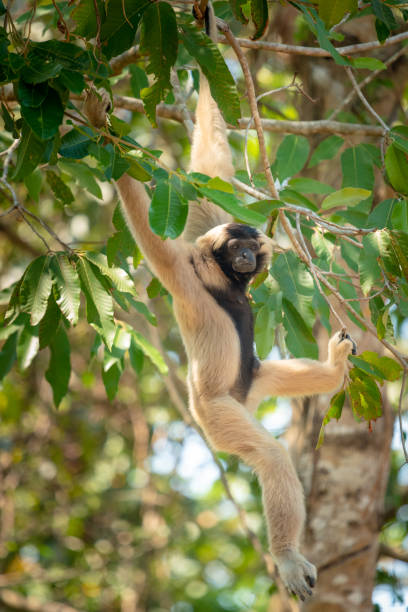 dahafans3's tweet photo. 富士五湖の夕日をトンボが悠々と眠る。 https://t.co/wxgonmASPz