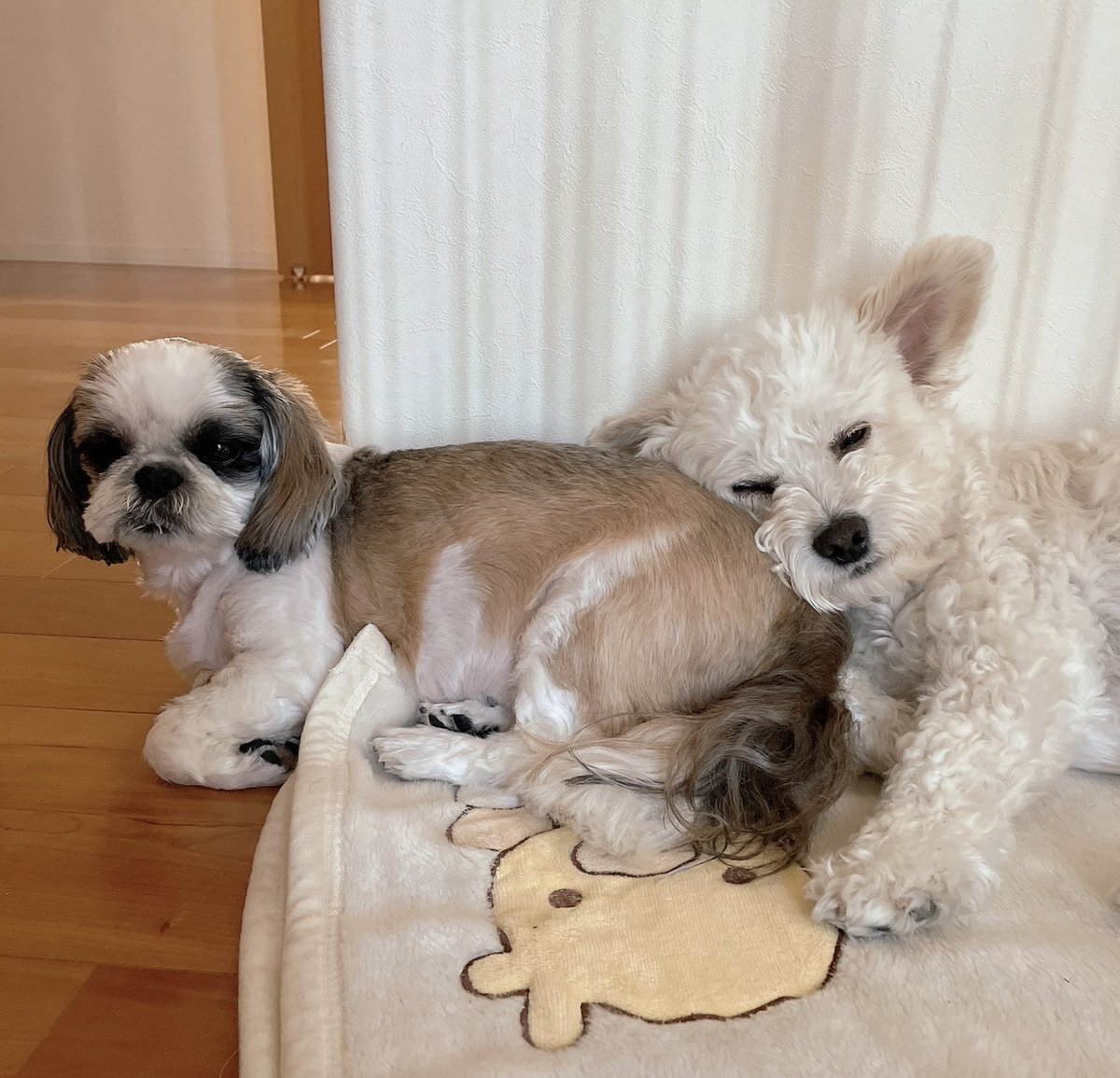 Axl_Wat's tweet photo. 今日は世界犬の日なんですね！
みんな、ハッピーな1日を☺️

#犬 #チワプー #シーズー #保護犬
#世界犬の日 
※写真は以前のものです！ https://t.co/5WPtxiExJP