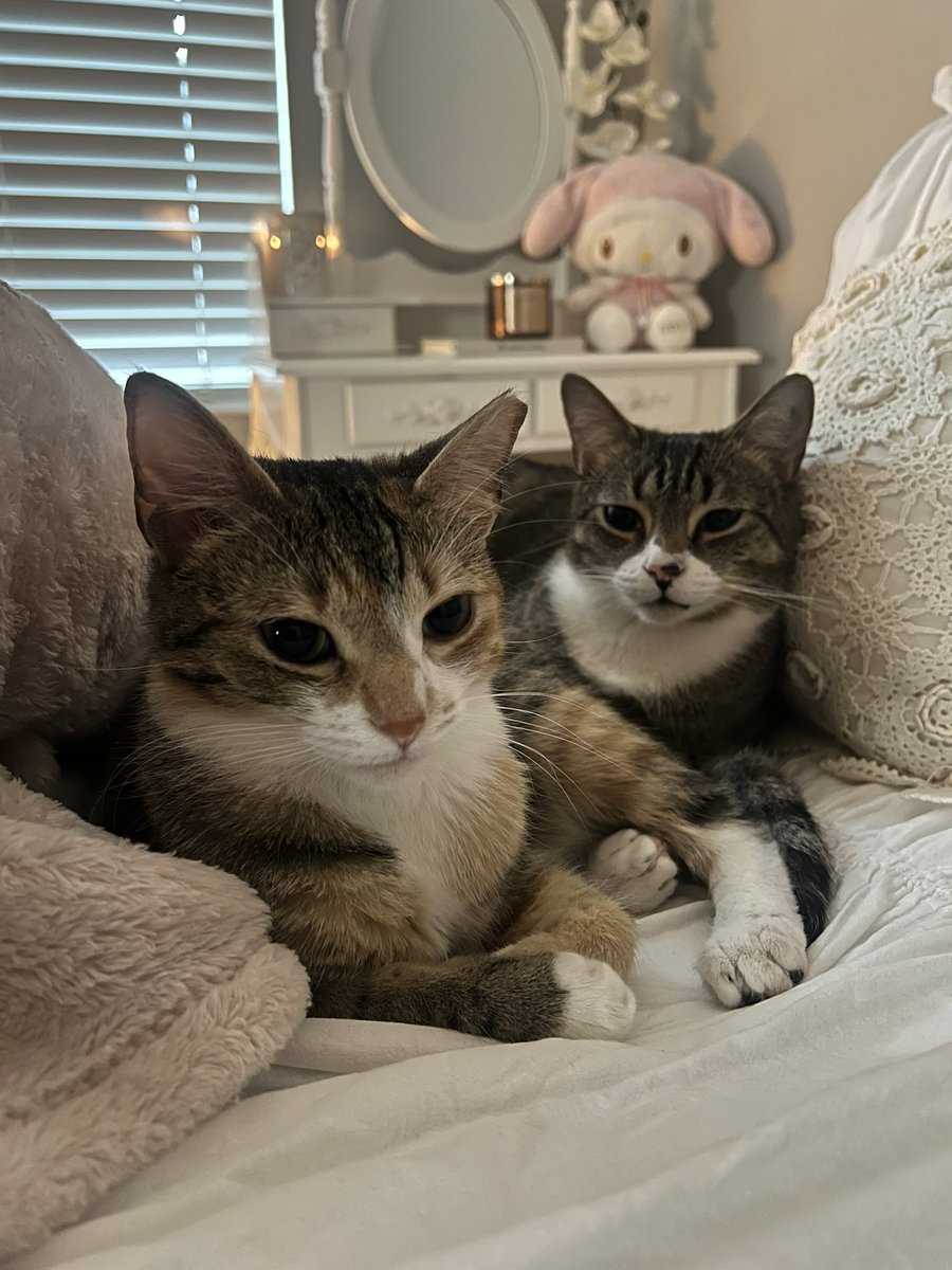 diorkittenheel's tweet photo. i just walked into this. am i interrupting https://t.co/WIms8l2WdU