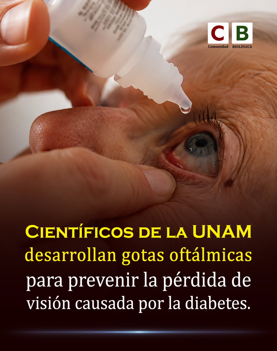 Bio_comunidad's tweet photo. La diabetes puede dañar silenciosamente la retina hasta comprometer seriamente la visión. Científicos de la UNAM buscan evitarlo usando simples gotas.

El tratamiento experimental contiene VIAN-c4551, un pequeño péptido inspirado en la vasoinhibina, una molécula producida naturalmente por nuestro organismo.

En animales, las gotas lograron llegar hasta la retina y revertir la fuga anormal de los vasos sanguíneos provocada por la diabetes.

El objetivo es combatir la retinopatía diabética sin recurrir a las repetidas inyecciones que actualmente deben aplicarse directamente dentro del ojo.

El siguiente gran paso será llevar esta prometedora estrategia a estudios clínicos en humanos.

DOI: 10.1038/s41598-025-12331-w