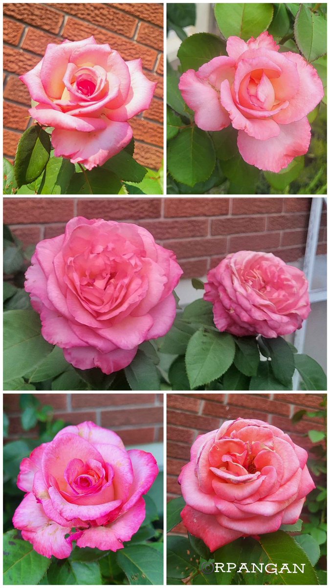 peREMnial's tweet photo. I told them to pose and they delivered. 🤣 Seriously, this rose has massive coral pink or salmon pink petals, and the smell is divine. 🫶

#RoseWednesday
#MyGarden 
#roses
#gardening 
#pinkroses

📸 July 27 &amp; Aug 12 https://t.co/6fI9lNR2WH