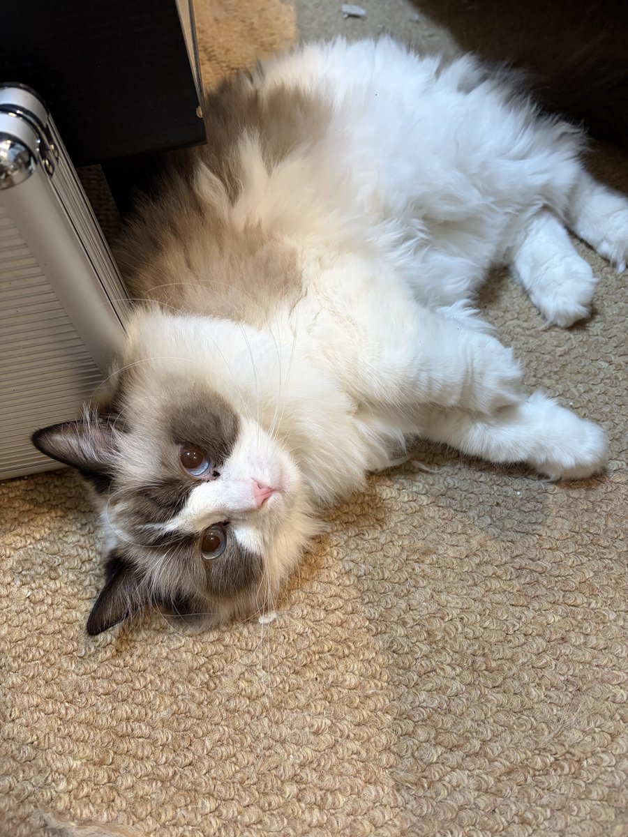 feilan486's tweet photo. @ASU_virtual 家里的猫猫 https://t.co/xh2JkXD0FR