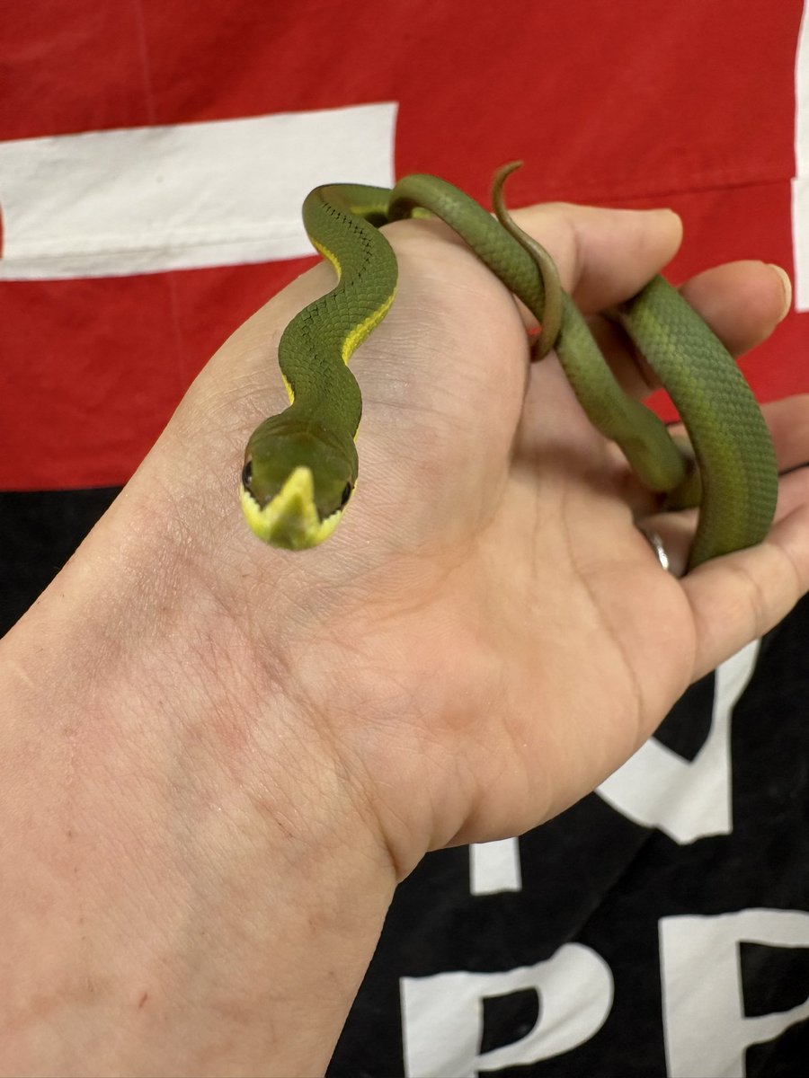 repsessed2508's tweet photo. 🐍バロンコダマヘビ 🐍🌿

国内CB ベビー
デビューです💚

ピノキオみたいにツンッと伸びた鼻先がとにかく可愛い😍
この独特すぎるお顔、一度見たら忘れられません✨

さらに現在は輸入が止まっている超レアなヘビ🔥
流通自体がかなり少なく、出会える機会も激レア👀✨️

可愛さ・珍しさどっちも欲しい方におすすめの一匹です🫶

複数おりますので今なら選べます❕❕👈

ピンクマウス食べてくれてるのでデビューです👍🏻 ̖́-

#レプセスト
 #バロンコダマヘビ
#ボーレスト
#爬虫類
#エキゾチックアニマル
#フクロウ
#猛禽類
#スナネコ
#ボールパイソン
#水戸市吉沢町
