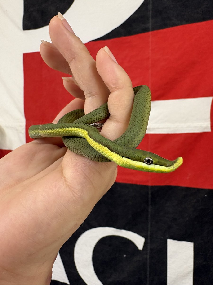repsessed2508's tweet photo. 🐍バロンコダマヘビ 🐍🌿

国内CB ベビー
デビューです💚

ピノキオみたいにツンッと伸びた鼻先がとにかく可愛い😍
この独特すぎるお顔、一度見たら忘れられません✨

さらに現在は輸入が止まっている超レアなヘビ🔥
流通自体がかなり少なく、出会える機会も激レア👀✨️

可愛さ・珍しさどっちも欲しい方におすすめの一匹です🫶

複数おりますので今なら選べます❕❕👈

ピンクマウス食べてくれてるのでデビューです👍🏻 ̖́-

#レプセスト
 #バロンコダマヘビ
#ボーレスト
#爬虫類
#エキゾチックアニマル
#フクロウ
#猛禽類
#スナネコ
#ボールパイソン
#水戸市吉沢町