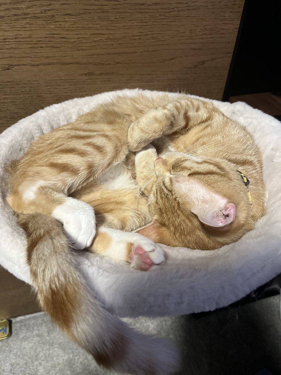 JackBoojelly's tweet photo. @BinanceAfrica @PGL_BULLISH could it be my precious cate👀🐈💛 https://t.co/W2yLhyAwbM