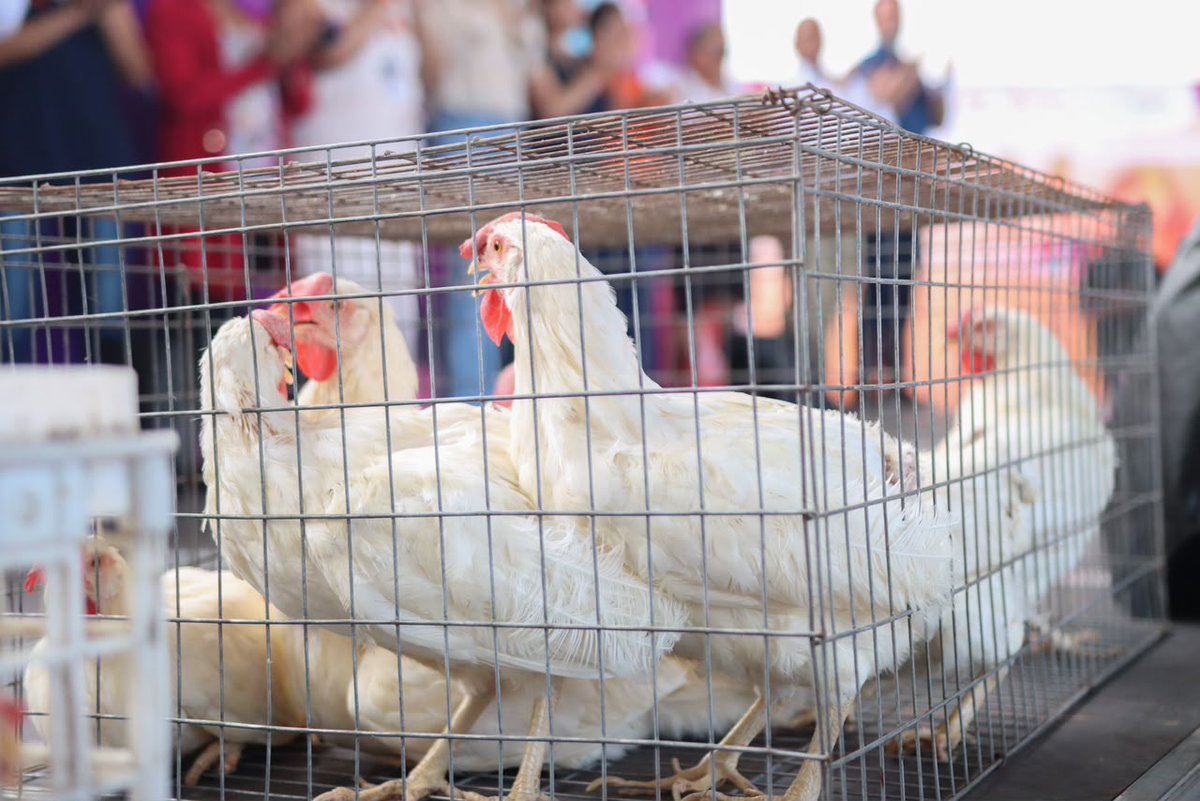 24_morelos's tweet photo. DIF JIUTEPEC ENTREGA GALLINAS PONEDORAS Y DESPENSAS A FAMILIAS
El #DIFJiutepec entregó más de 3 mil gallinas ponedoras y 800 despensas a mujeres beneficiarias del programa “#MujERContigo”, con el objetivo de apoyar la alimentación y fortalecer la economía de las familias.
La presidenta del DIF Jiutepec, Liliana Alanís Espinoza, señaló que las gallinas permitirán producir huevo para consumo familiar y también representan una oportunidad para que las beneficiarias generen ingresos mediante su comercialización.
Las despensas fueron posibles gracias al apoyo de empresas aliadas y lo recaudado en la Carrera 5K Colors, mientras que la Granja Mandala Orgánica contribuyó con las gallinas ponedoras.
https://t.co/BPH7k2sp2J