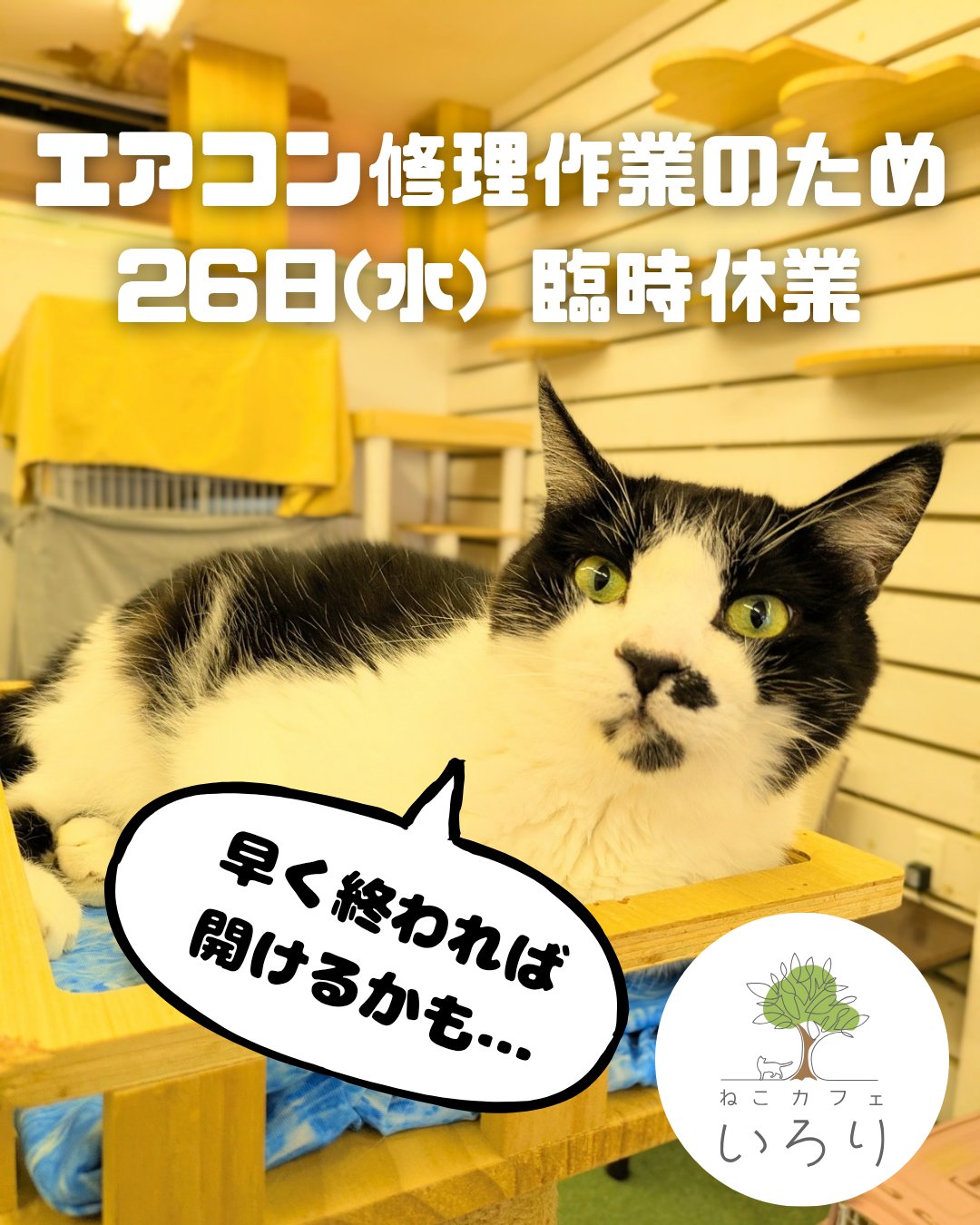 猫カフェいろり@藤枝市🐈🐾🐈🐾 on X: 