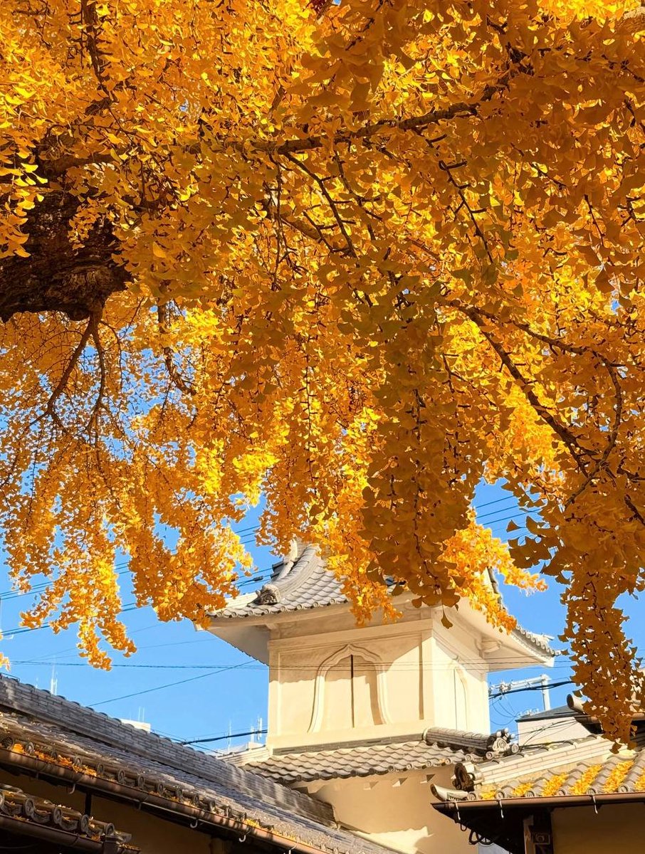 Rowcxsquez's tweet photo. 見上げれば青い空、目の前には黄金色に輝くイチョウの葉が溢れています🍂✨ 伝統的な和の建物と重なり合う景色は、まるで絵画のよう。秋の陽射しを浴びて一層鮮やかに染まるイチョウを見ていると、日本の秋の美しさを心から感じられます。#イチョウの輝き #伝統と自然 #秋の色彩 #日本の美しさ https://t.co/tywUwbTqrw