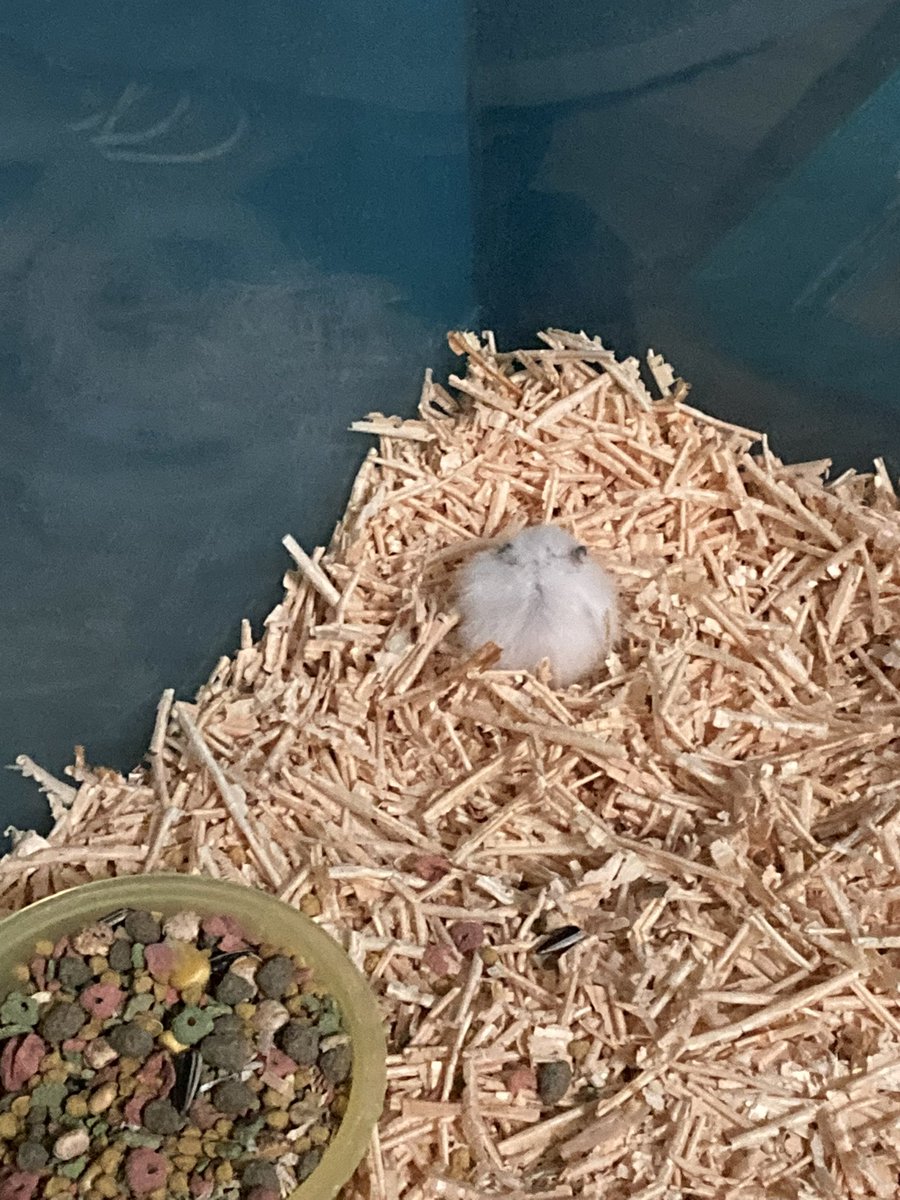 sweat_cat_'s tweet photo. 아기 쥐먹밥 시절 ;; https://t.co/yJdBUFsf0X