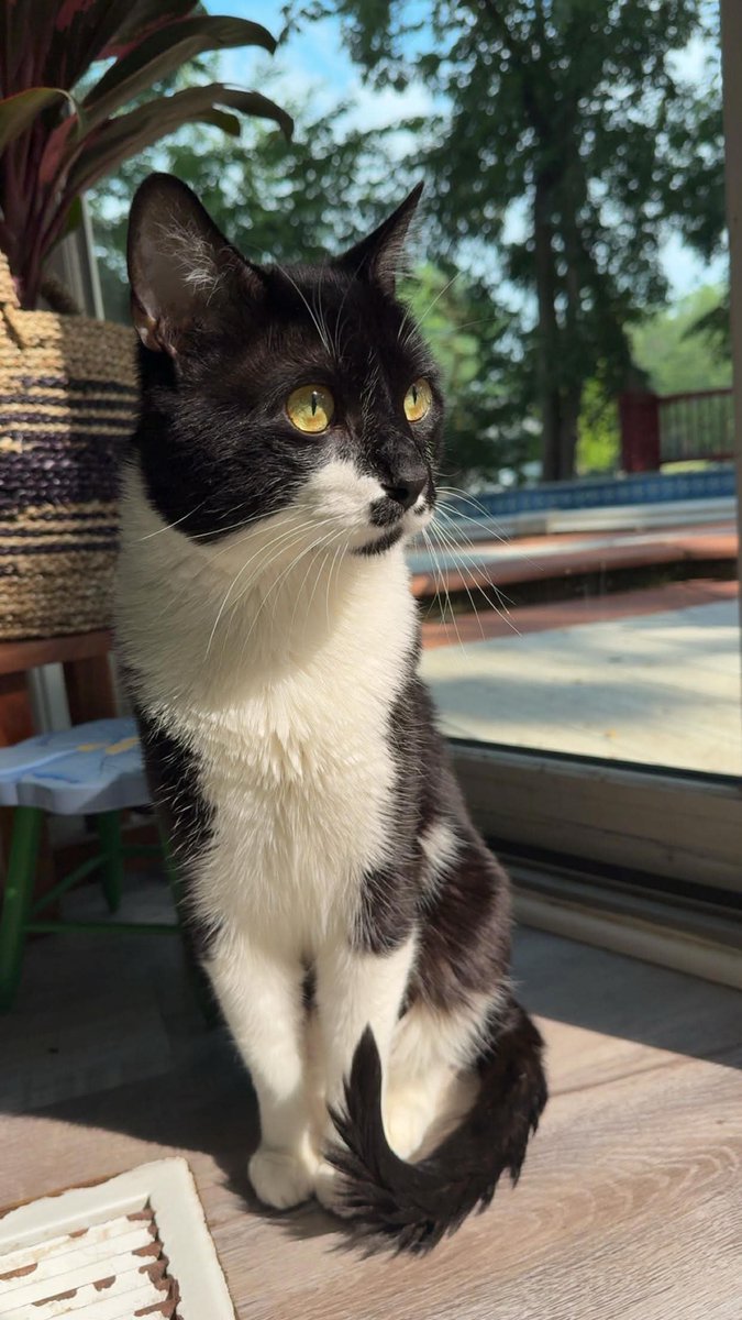 verstxyz's tweet photo. cat https://t.co/6dn7zxrYKi