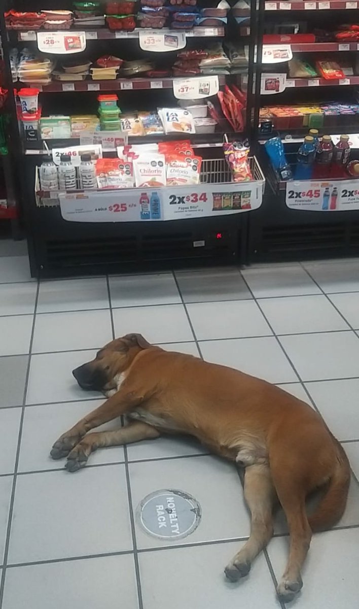 cesar_castanos's tweet photo. Conozco personalmente a Cristóbal Jaime Jaques @UnVasoDeLALA
La verdad no creo que esté de acuerdo con que sus productos #khösher hechos con tanto esmero estén invadidos de olor a orina y a perro sudado @OXXO_Escucha @Tiendas_OXXO #NoEscucha no cuida tu maravillosa marca https://t.co/lM5rCcxOzG