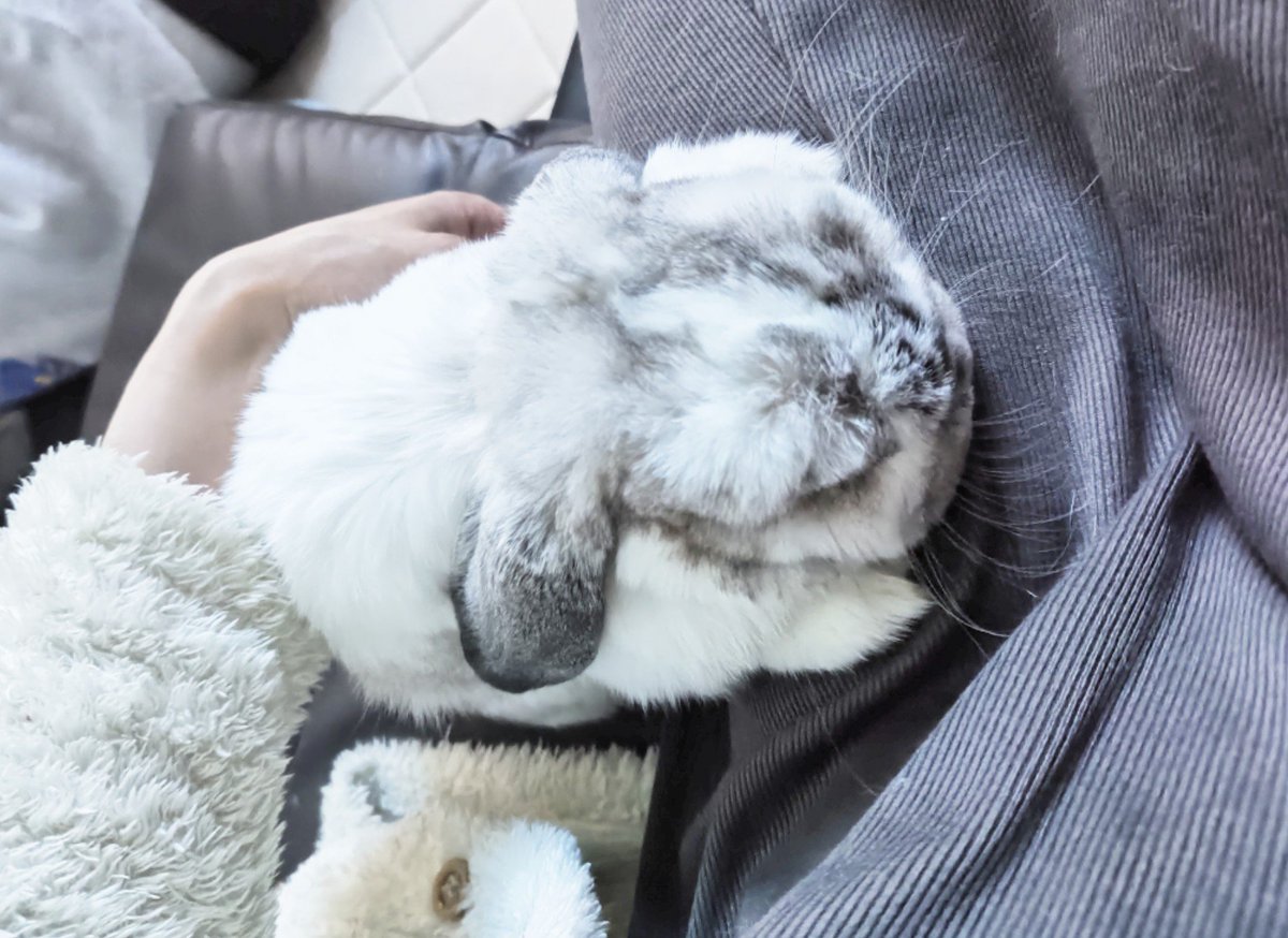 mumisuke36's tweet photo. 映画を観てたらくっついてきたぬいぐるみ https://t.co/0Hmdjkhqjx