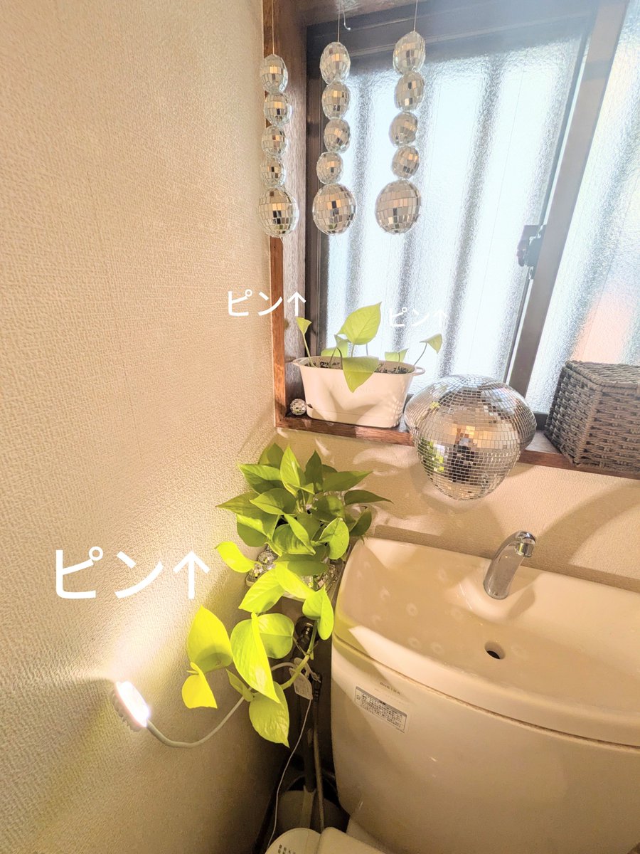 newbbbbbird's tweet photo. トイレのポトス超元気になりました。以前と変わったことはミラーボール付けたことぐらいです…しかしそんなことがあってたまるかって思ってます🪩 https://t.co/rlG1pY5FPU