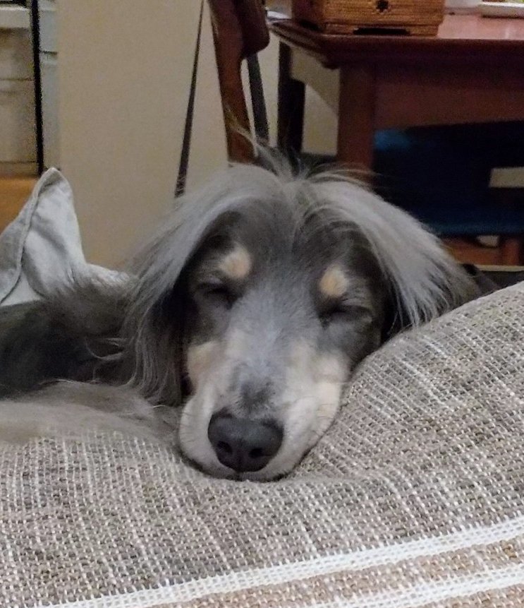Alfreddogcat's tweet photo. ワイルドなあの子🐺も、のんびり屋のこの子🐶も、今日は #世界犬の日 https://t.co/cWqnHpfAte