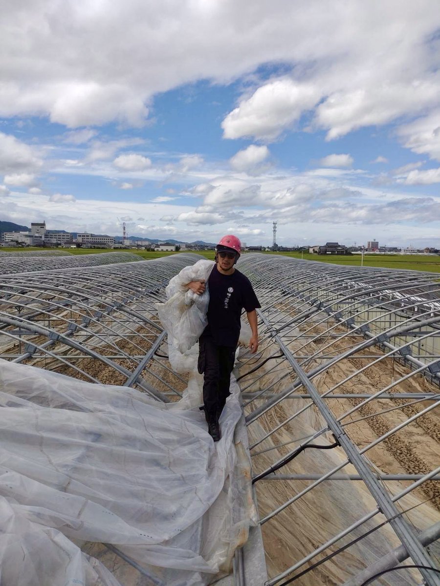 re_birth_univ's tweet photo. 【#令和8年熊本地震】

八代市島田
2日目のスタート

小さいハウスのビニールの屋根を外すため、固定してる黒い紐をみんなで外すところから開始です。

ビニールの屋根をハウスの間に集めて、広いところまで持って移動しています。

＃幡再 https://t.co/Yds0BvIdLp