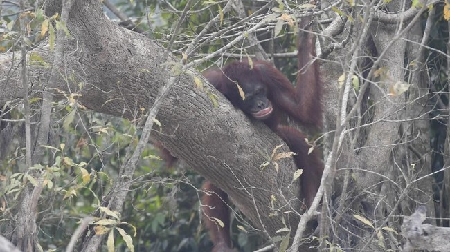 LambeSahamjja's tweet photo. 3 orang utan (yuni induk & 2 anaknya) selamatin diri masuk kebun warga di kalimatan :
- mereka kabur dari karhutla yang bakar habitatnya
- evakuasi berlangsung sekitar 8 jam pada 21 agustus 2026
- setelah diperiksa
- mereka dipindahin ke taman nasional gunung palung
- yiari bilang karhutla dan hilangnya koridor hutan 
- jadi ancaman serius buat orangutan dan bisa picu konflik sama manusia