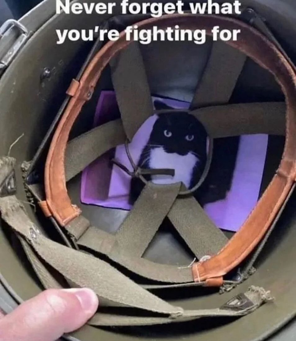 PunchingCat's tweet photo. https://t.co/bSjdKELkbg