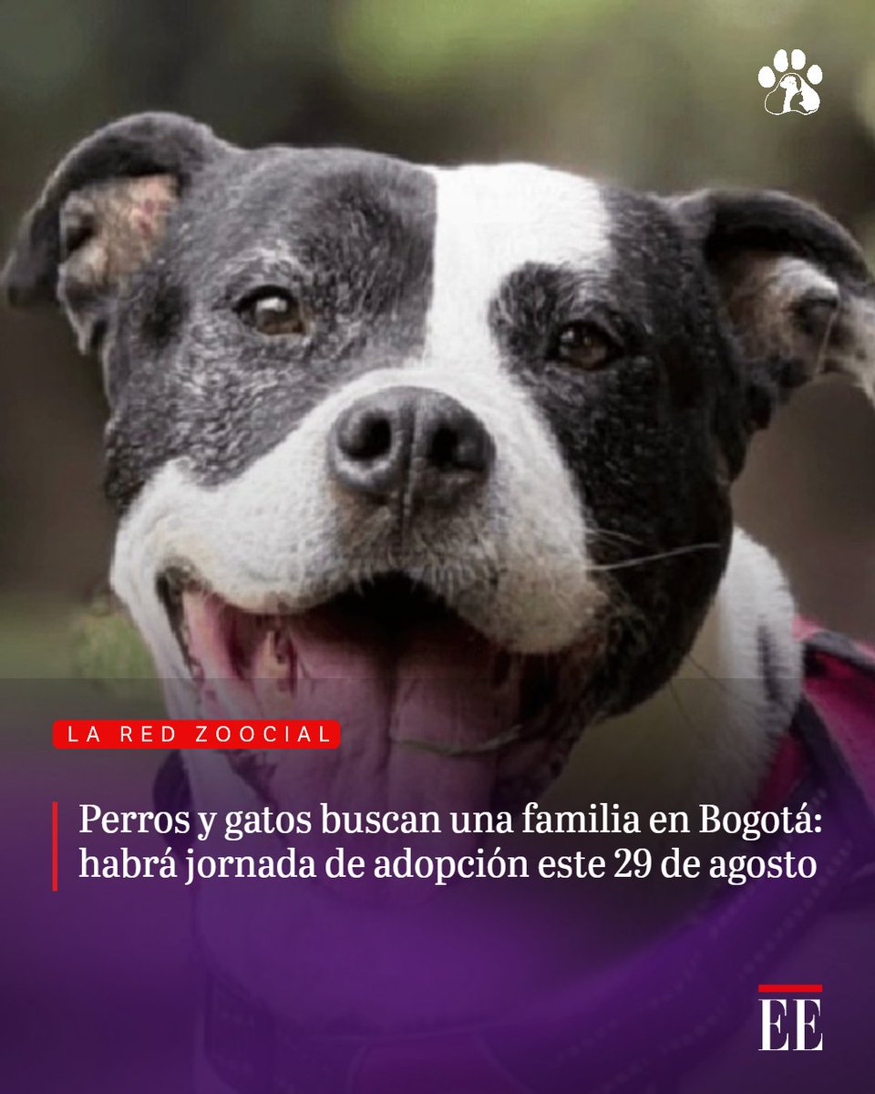 elespectador's tweet photo. La jornada se realizará en El Edén Centro Comercial entre las 12:00 del mediodía y las 4:00 de la tarde, en la Plazoleta Pet.
👉🏻 https://t.co/UJj7XPBEAL https://t.co/IfhIDd1msO