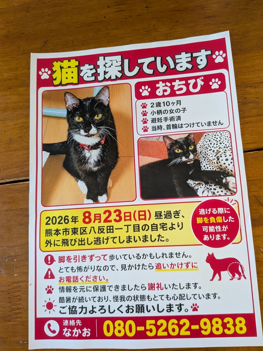 yaSdalUfgRlUjMc's tweet photo. 【拡散希望】怪我をしている可能性があります！迷子猫を探しています！
​熊本市東区八反田一丁目付近で、大切なおちびちゃんが失踪しました。
逃げる際に脚を負傷した可能性があり、引きずって歩いているかもしれません。
連日の酷暑の中、怪我をした状態で非常に危険な状況です。一刻を争います！ https://t.co/K2249ETRuV