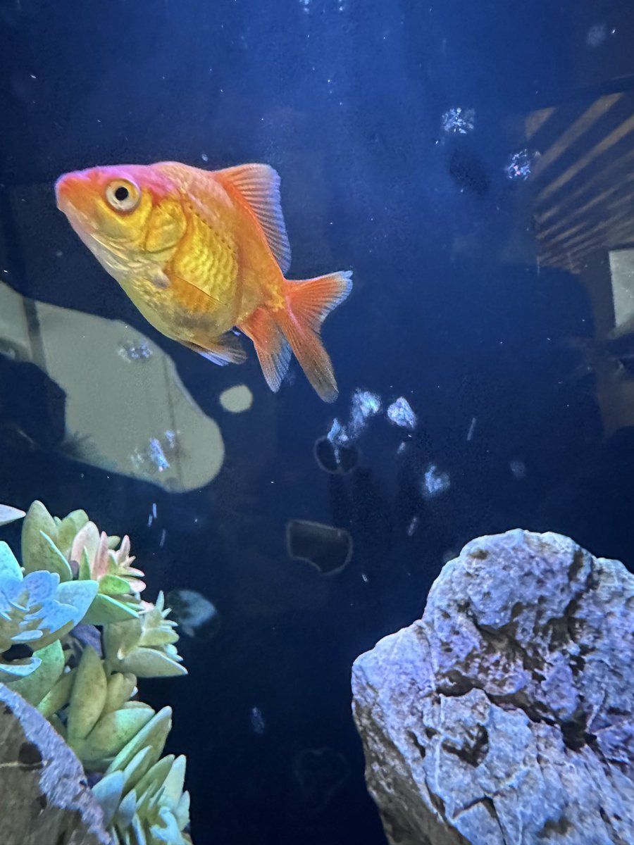 rika_miy's tweet photo. 金魚の水族館😀
良い1日を!!
#goldfish #金魚 #aquarium #水族館 #pretty #かわいい #refreshing #涼やか #summer #夏 https://t.co/c4rYzPwBnd