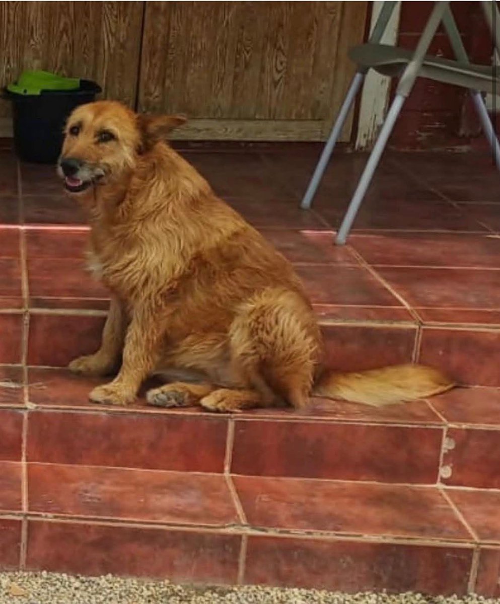 Nuriavg6's tweet photo. #AYUDA #Perros #Desaparecida #Perdida #PERRAPERDIDA #NALA #CabecicosBlancos #Murcia #Recompensa
Esta perrita es NALA, desapareció hace 4 días, el sábado 22 de Agosto en Cabecicos Blancos, en Librilla (Murcia). Es una perrita muy noble y mayor que necesita medicación, tiene chip, su familia cree que la han cogido, ofrecen recompensa. Por favor máxima difusión para encontrar a Nala, quien la vea que llame a este teléfono de contacto 666357324 muchas gracias