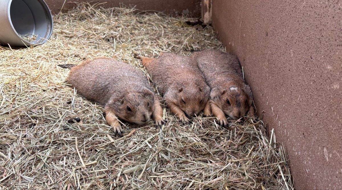 suzakazoo's tweet photo. ズコー！！！

#須坂市動物園
#須坂市
#プレーリードッグ
#リス科 https://t.co/qUTUq4pSw0