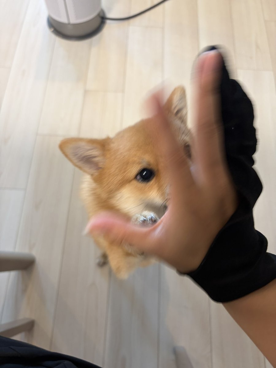 co6ko9's tweet photo. 毎日可愛いを更新出来る逸材 https://t.co/nU9mNo5Jnp