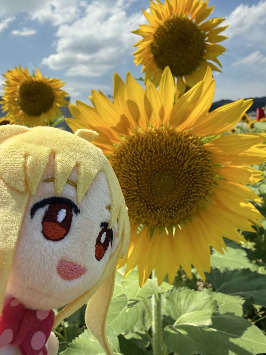 藤々高々@フォロー非推奨 в X: „虹夏ちゃんとひまわり🌻“ / X