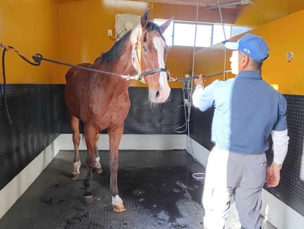 rhainfo's tweet photo. ドトウだより 更新🐎
https://t.co/XMXtIEAWtO

#ノーザンレイク 佐々木祥恵さんから #メイショウドトウ の近況報告が届きました。8/1に疝痛の症状が出ましたが、痛み止めと補液で収まり、翌朝から元気に過ごしています。8/14、新しい厩舎へ引っ越しました。厩舎内の洗い場にも躊躇なく入ったとのこと。快適な新厩舎でドトウも元気に過ごせることと思います。引っ越しの様子を記録したサンケイスポーツさんの動画もご紹介しています。ぜひご覧ください！
#引退馬協会 #フォスターホース
